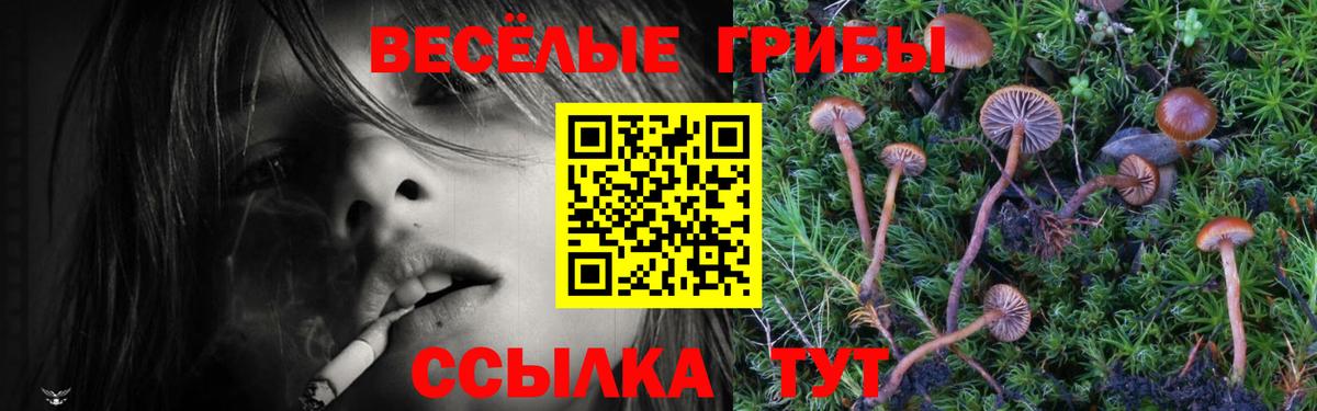Псилоцибиновые грибы Cubensis Новошахтинск